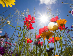 signification des fleurs dans les rêves