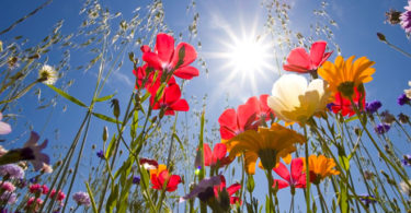 signification des fleurs dans les rêves