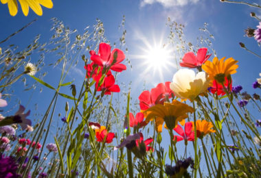 signification des fleurs dans les rêves
