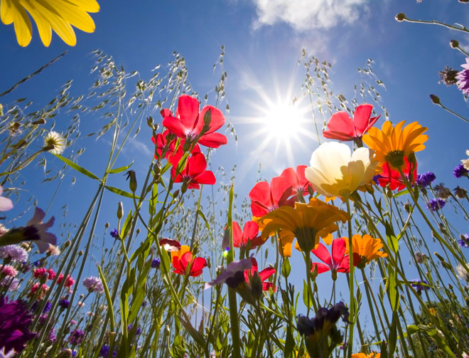 signification des fleurs dans les rêves