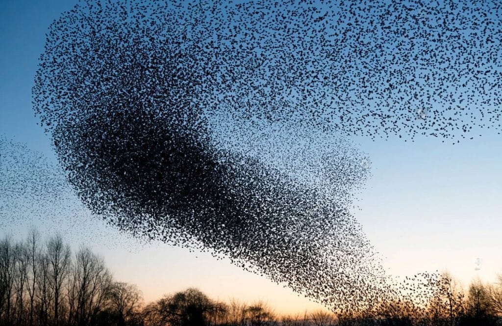 vol d'étourneaux dans le ciel