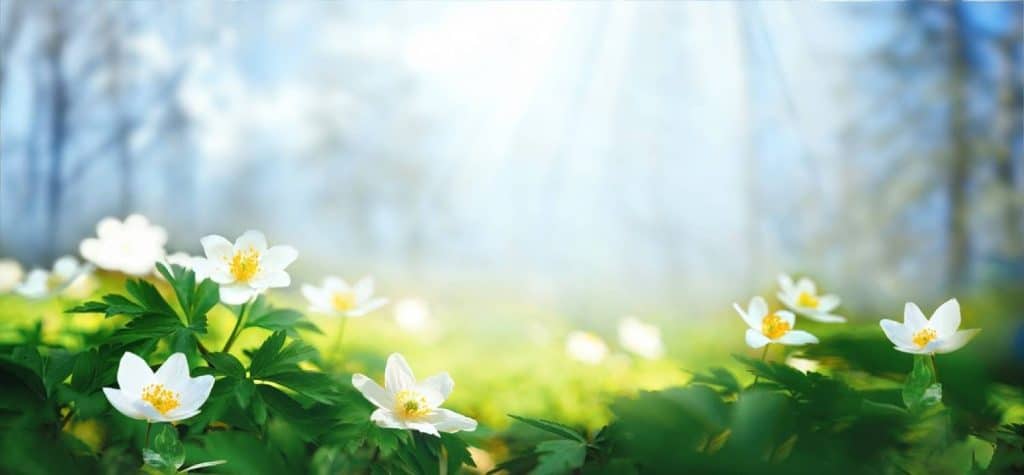 fleurs blanches au soleil
