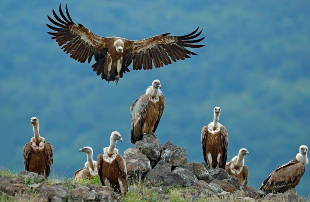 famille de vautours qui regardent
