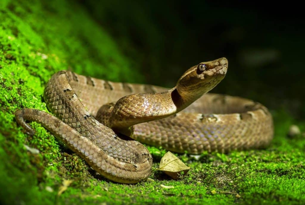 un serpent dans l'herbe