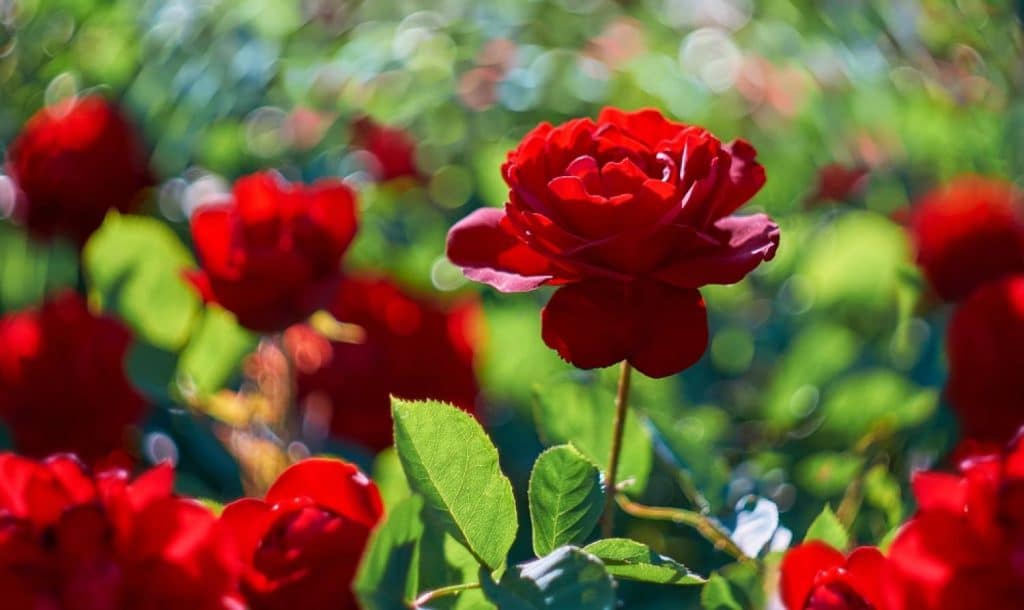 roses rouges avec ses pétales et ses feuilles