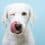 Chiens et superstitions