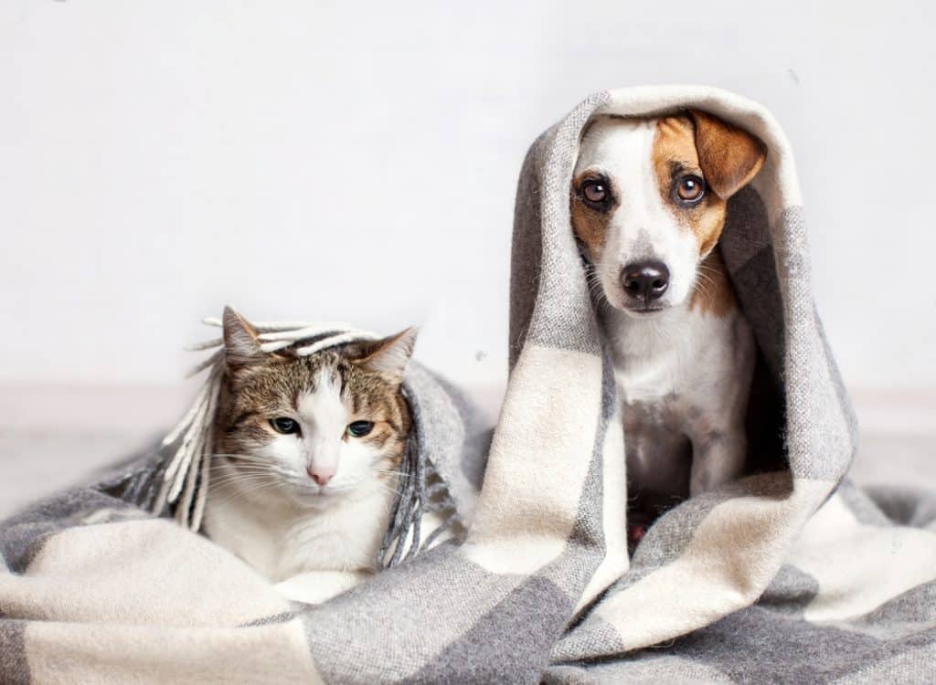 un chat et un chien sous une couette malades