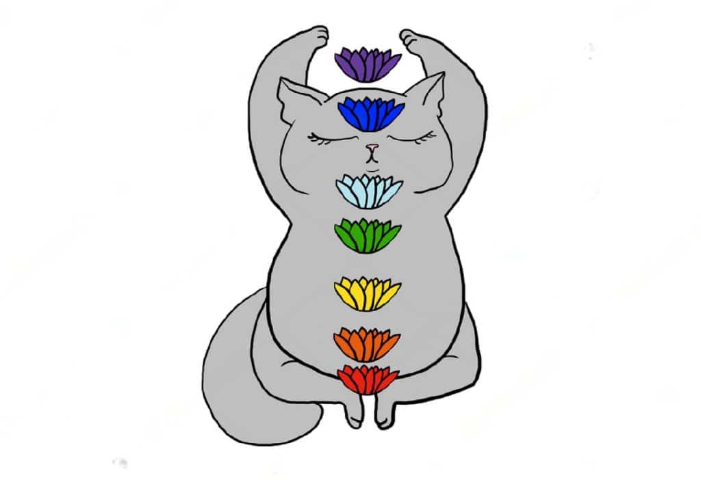 un chat avec