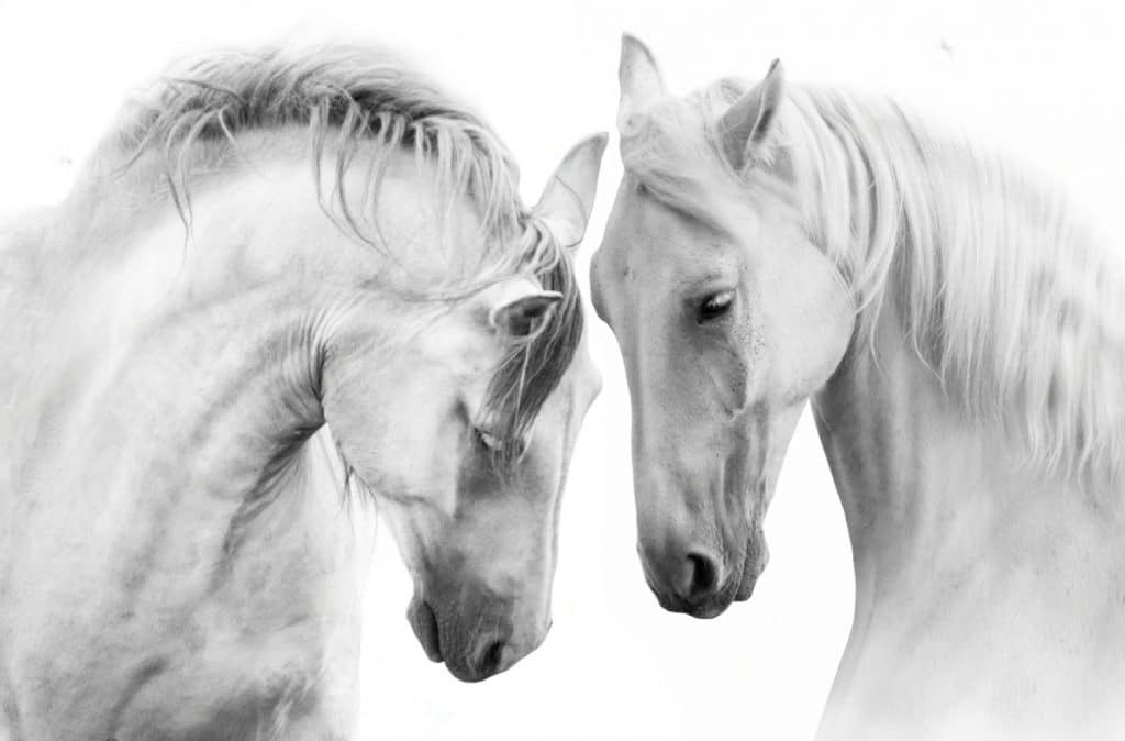 deux chevaux blancs se touchent la tête