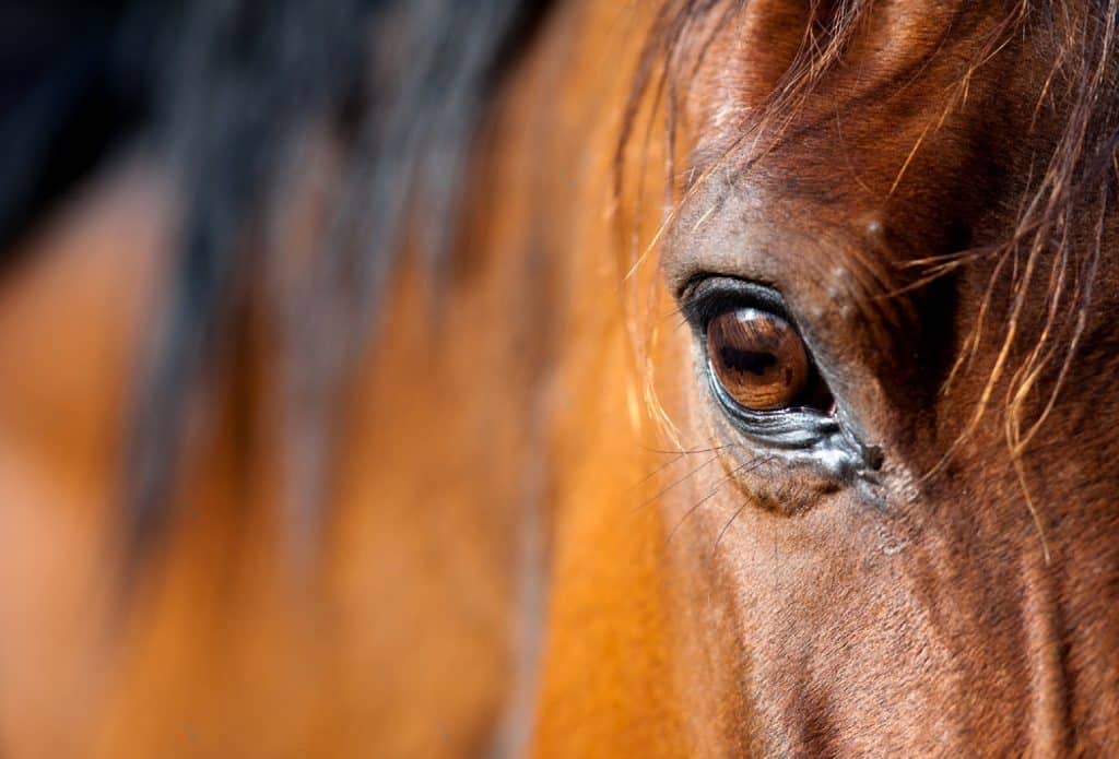 rêver de cheval